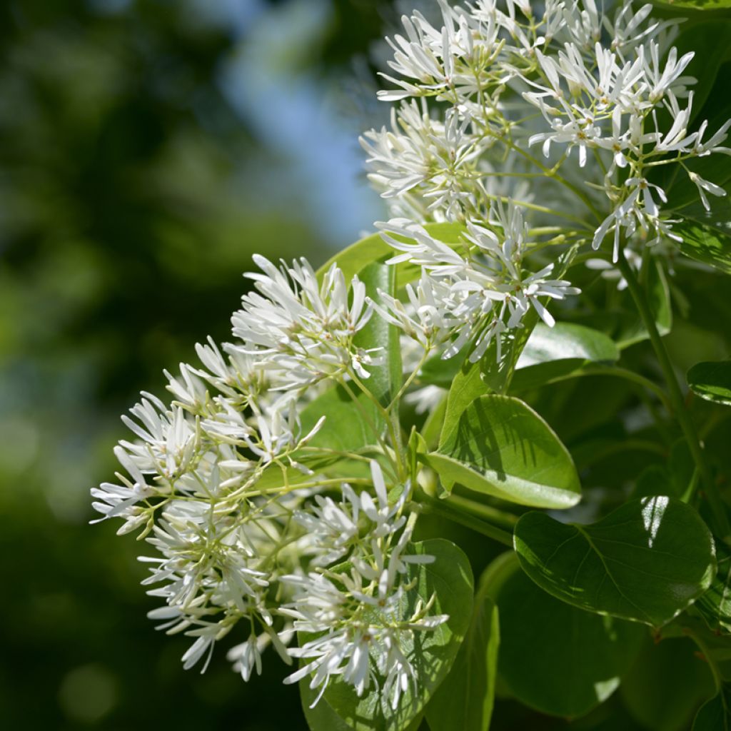 Partapuu - Chionanthus retusus