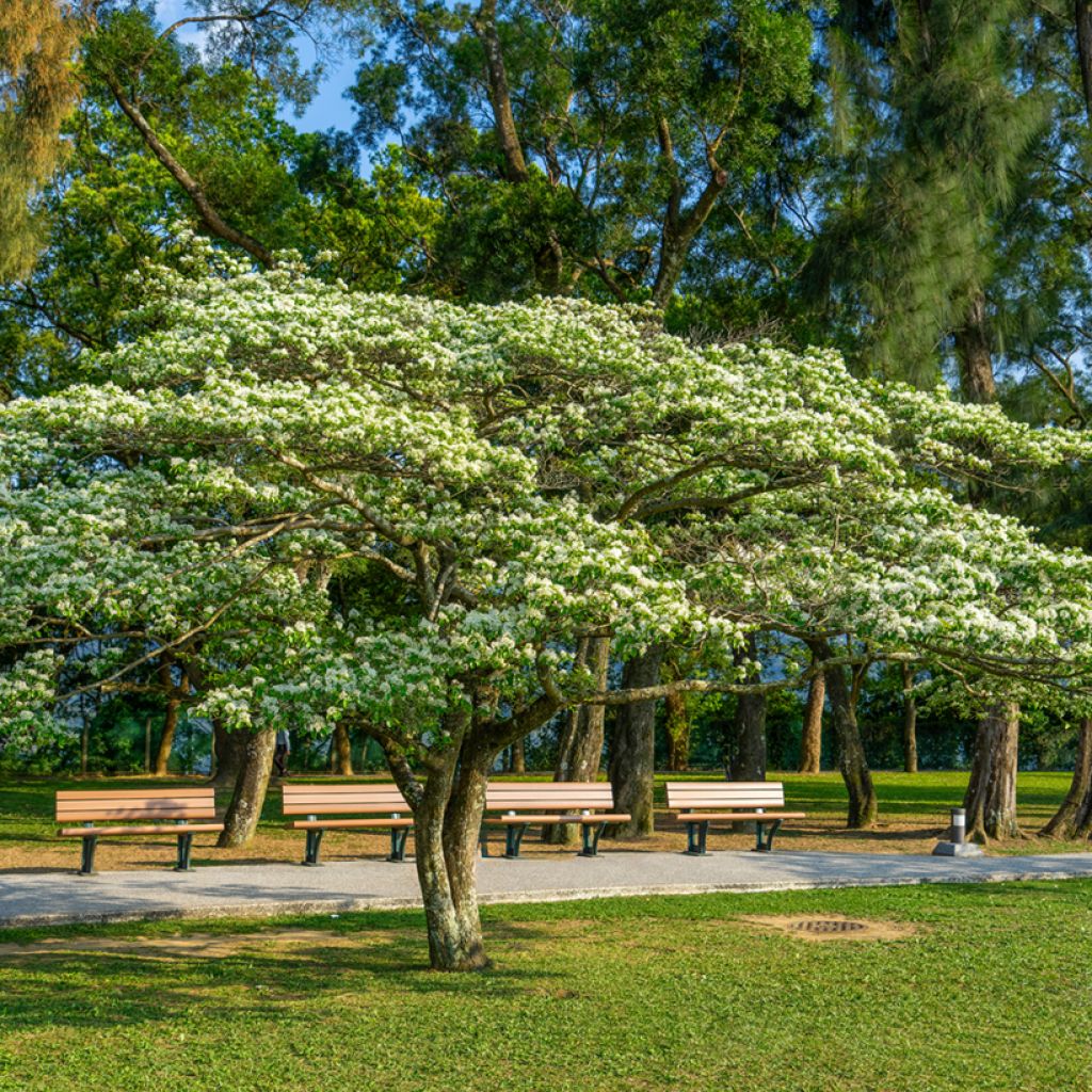 Partapuu - Chionanthus retusus
