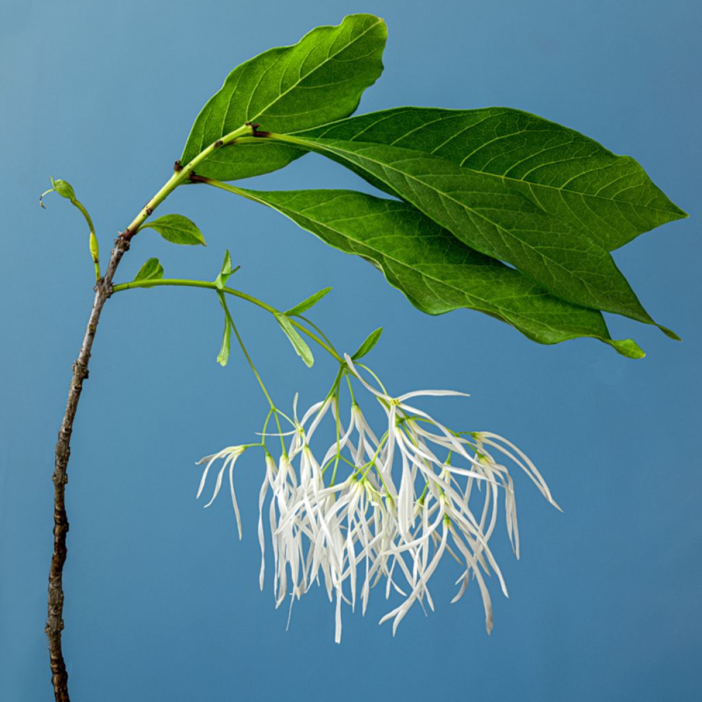 Partapensas - Chionanthus virginicus