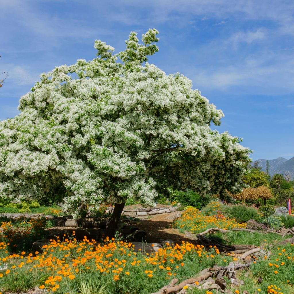 Partapensas - Chionanthus virginicus