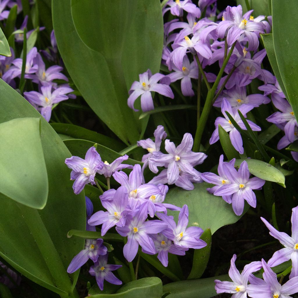 Kirjokevättähti Violet Beauty