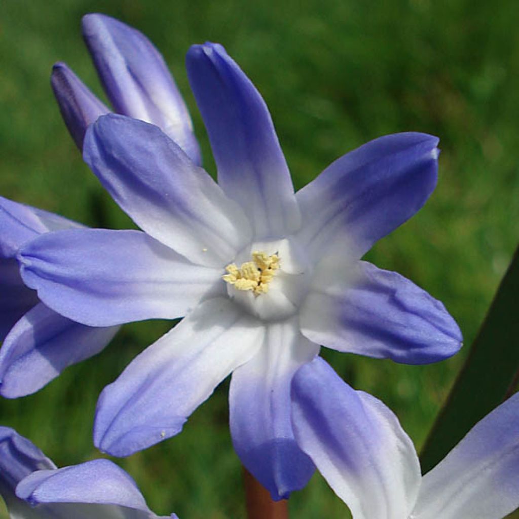 Isokevättähti - Scilla luciliae