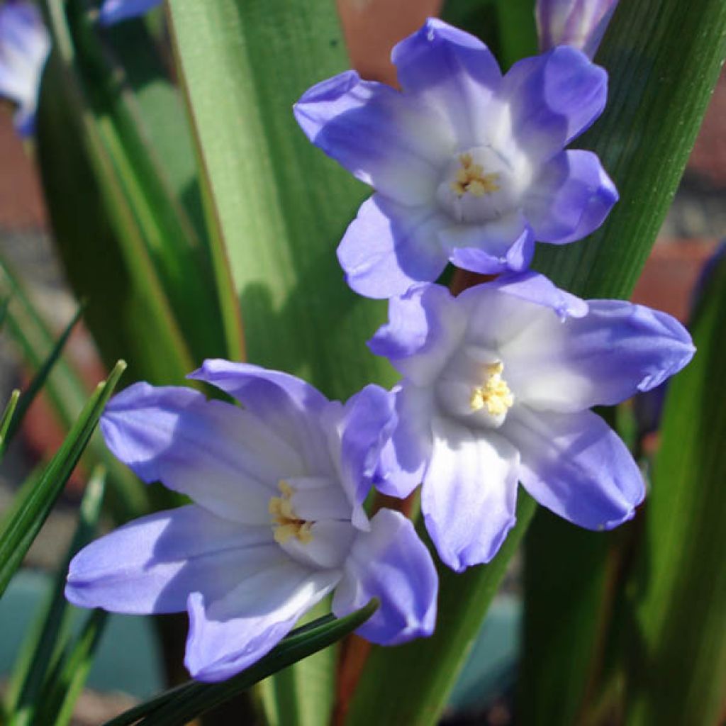 Isokevättähti - Scilla luciliae