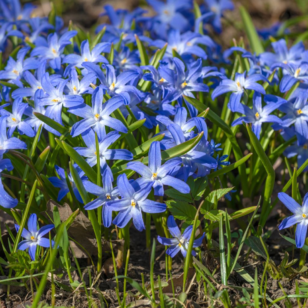 Isokevättähti - Scilla luciliae
