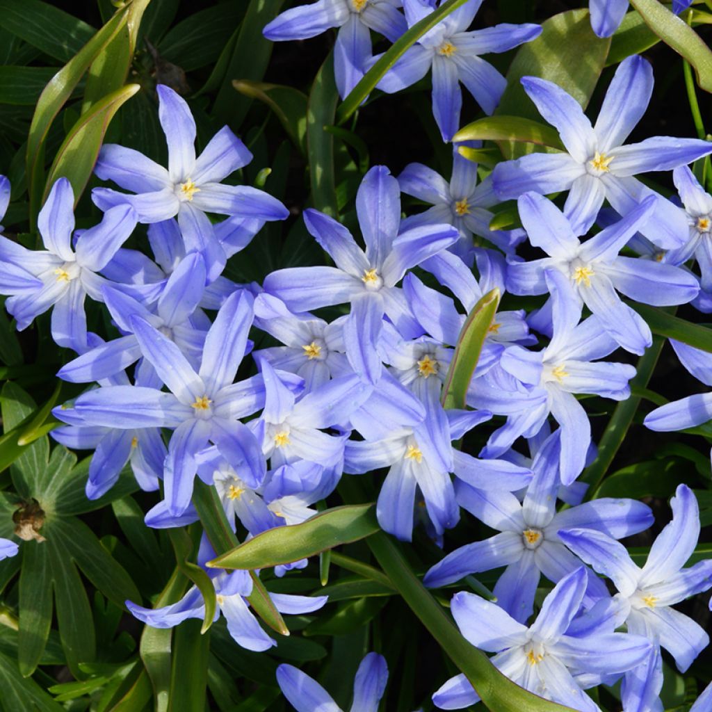 Isokevättähti - Scilla luciliae