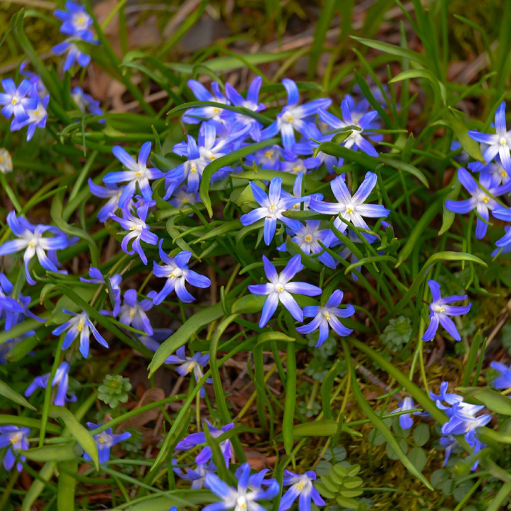 Isokevättähti - Scilla luciliae