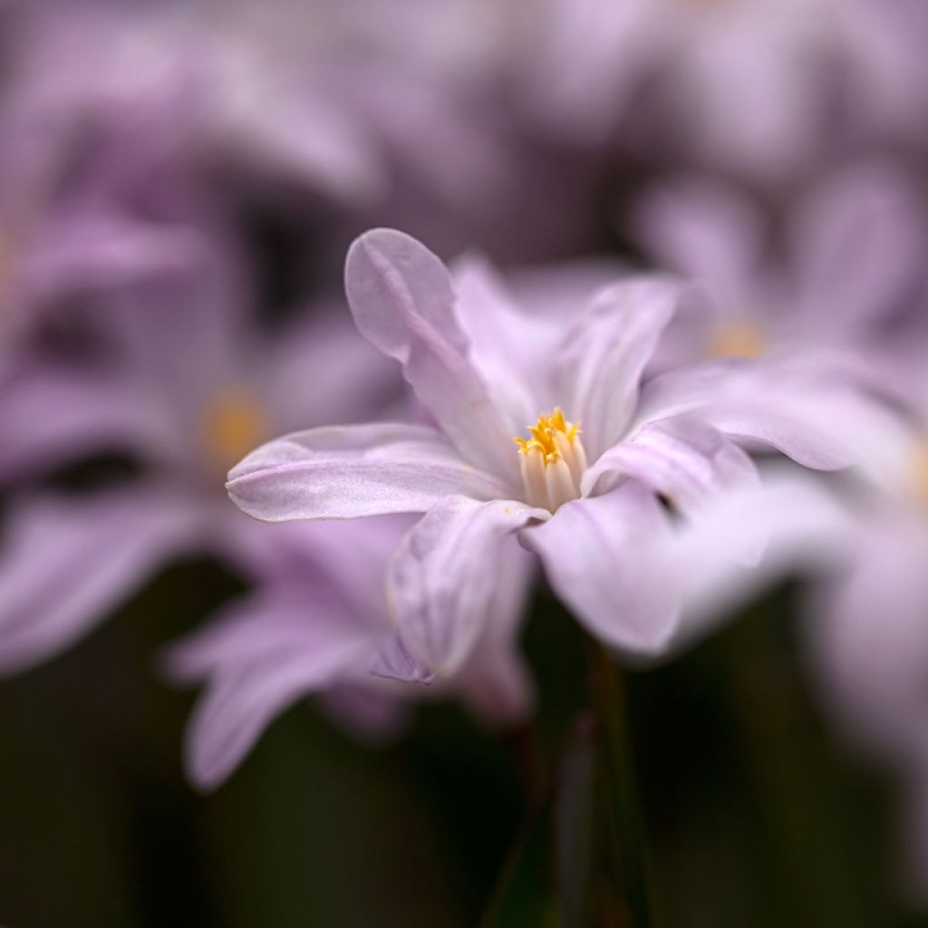 Isokevättähti Rosy Queen