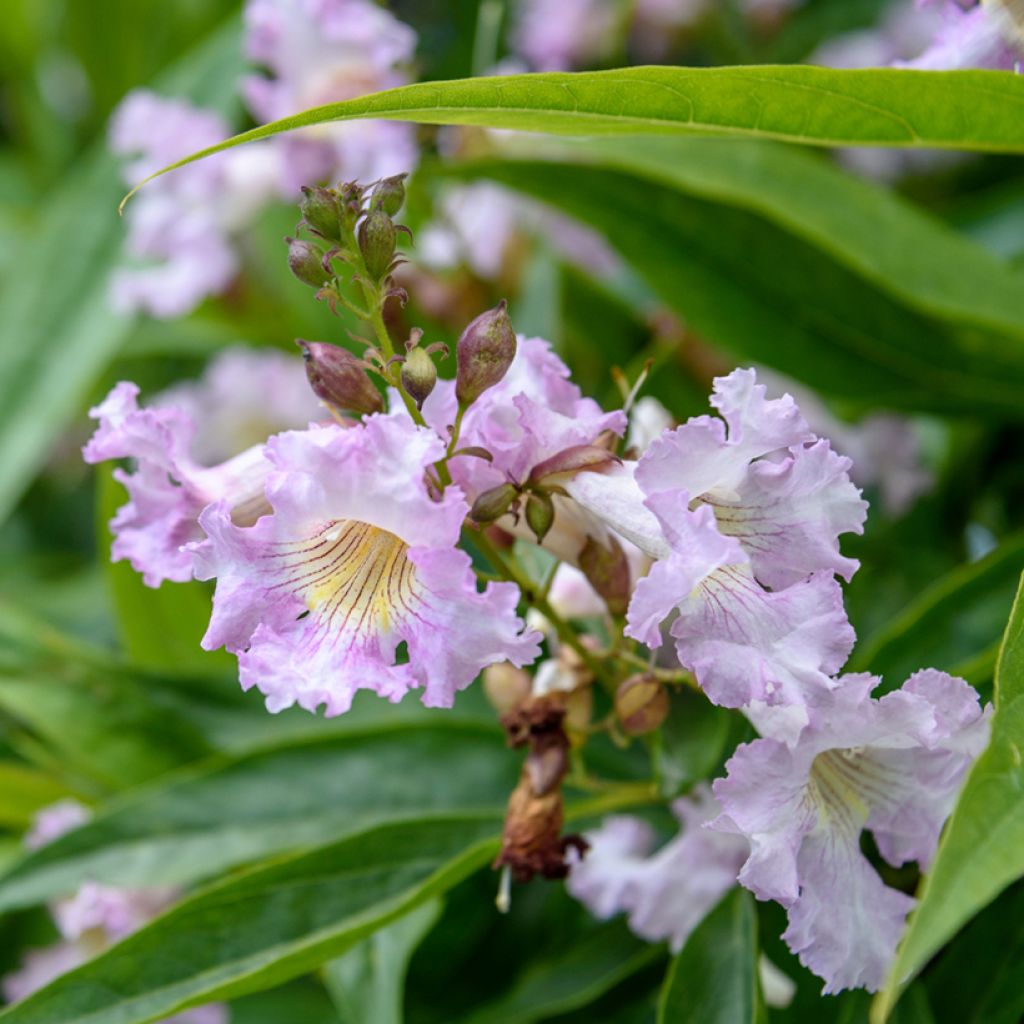 Chitalpa tashkentensis Pink Dawn
