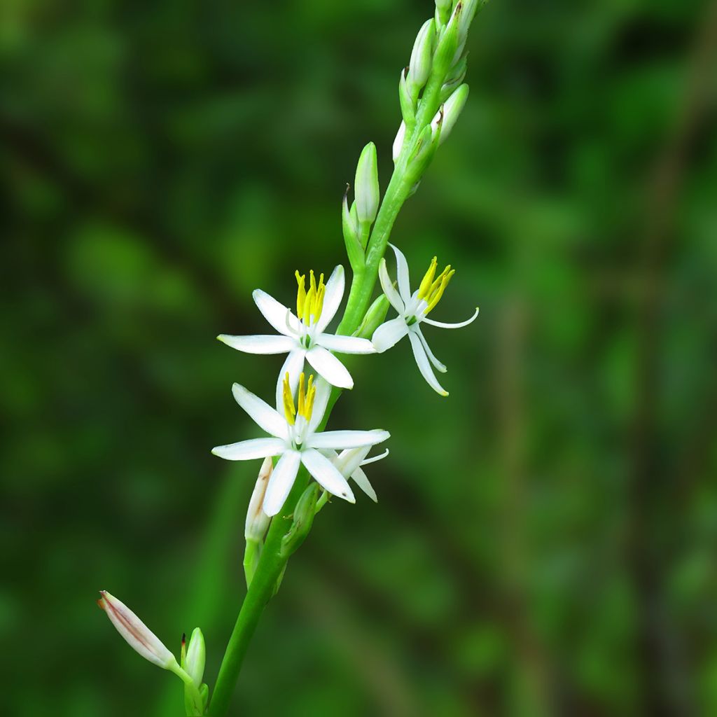 Rönsylilja - Chlorophytum nepalense