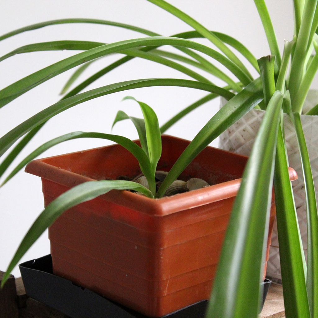 Rönsylilja - Chlorophytum nepalense