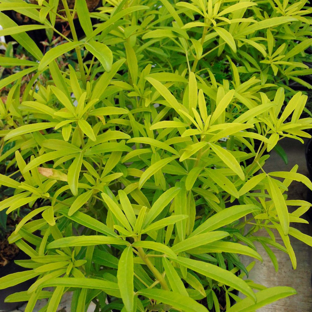 Koisi Aztec Gold (Hilgold)