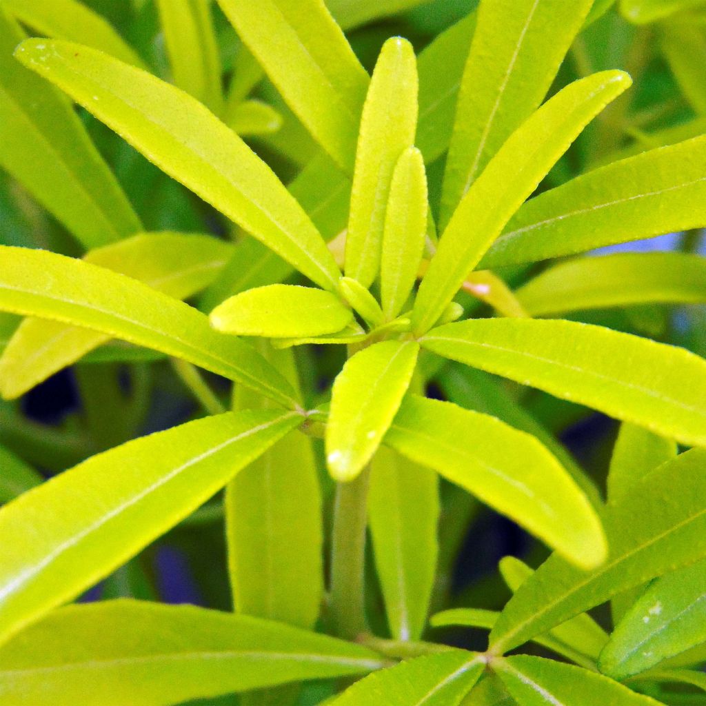 Koisi Aztec Gold (Hilgold)