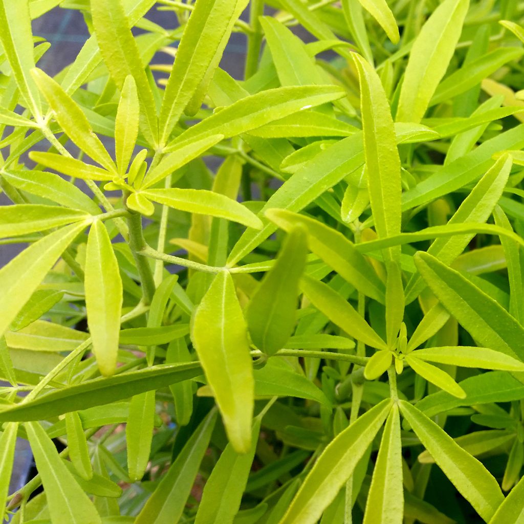 Koisi Aztec Gold (Hilgold)
