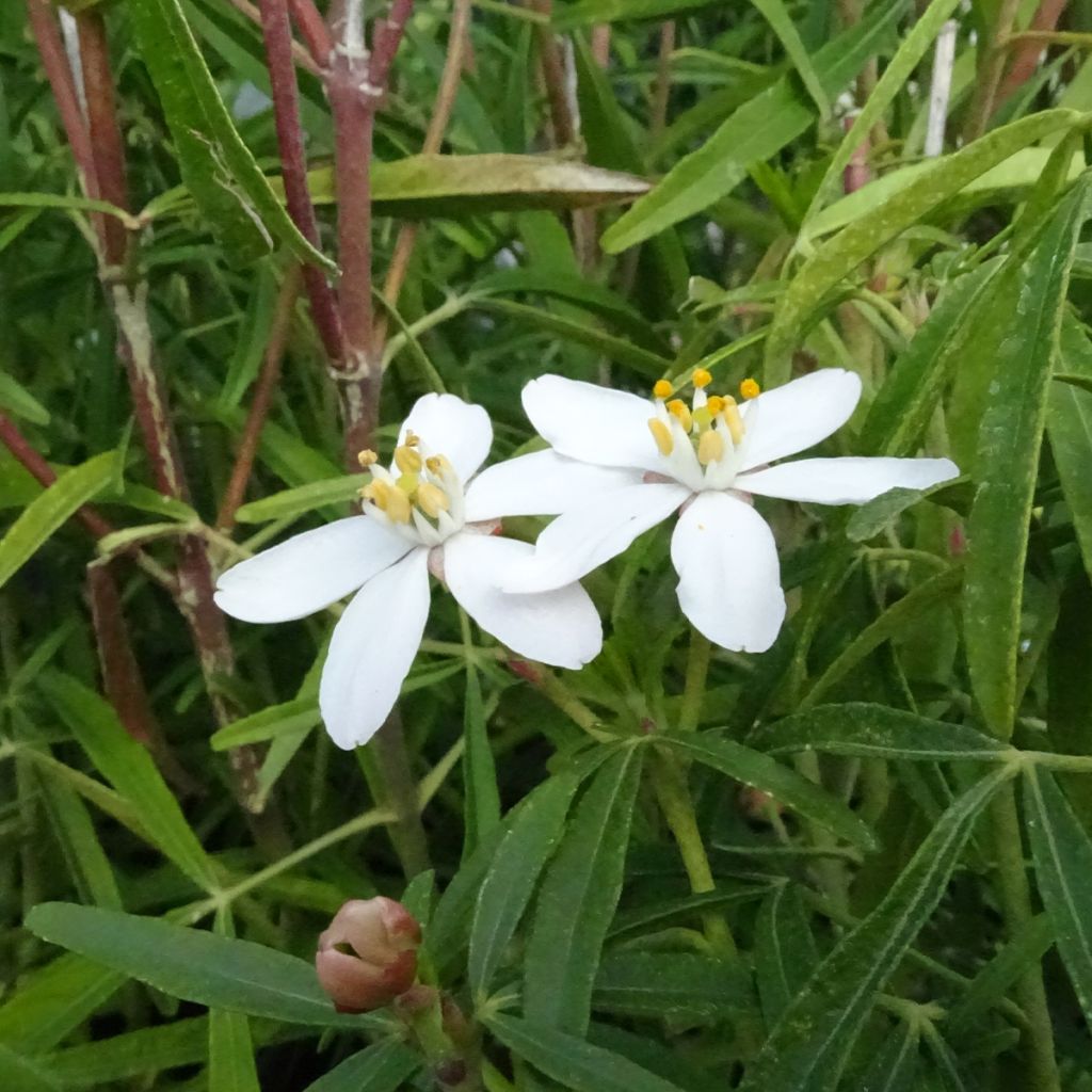 Koisi Aztec Pearl