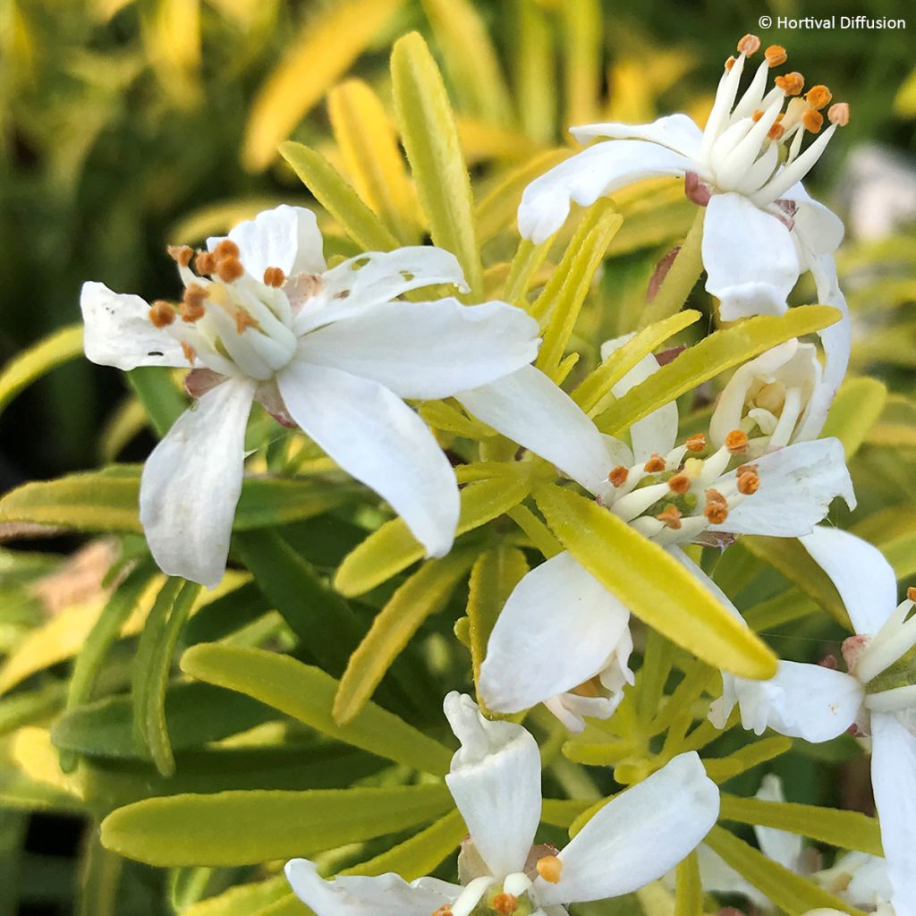 Koisi Little Honey Bee