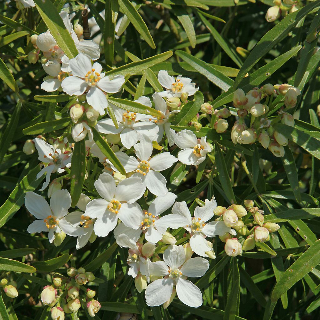 Koisi Londaz' (White Dazzler)