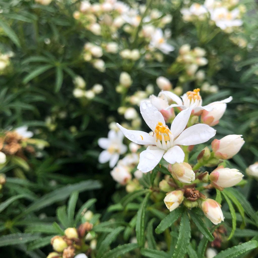 Koisi Londaz' (White Dazzler)