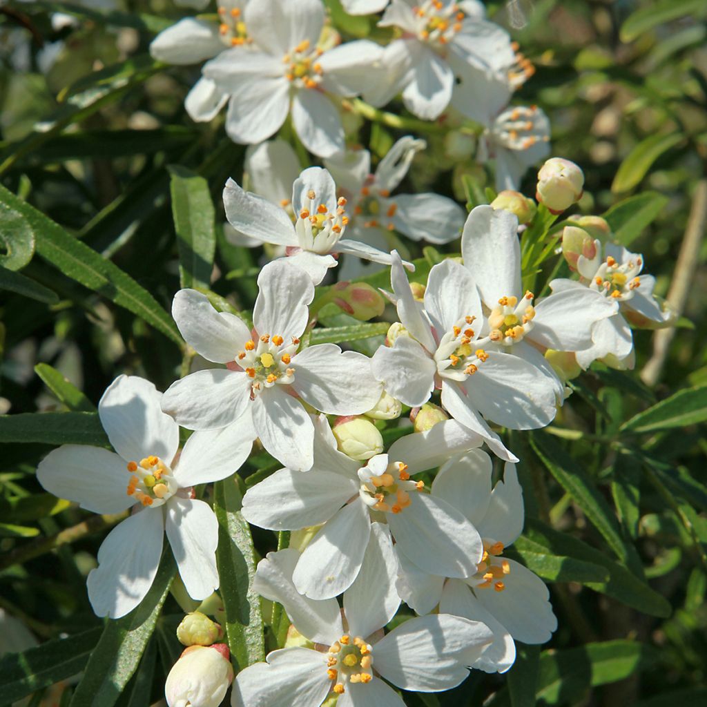 Koisi Londaz' (White Dazzler)
