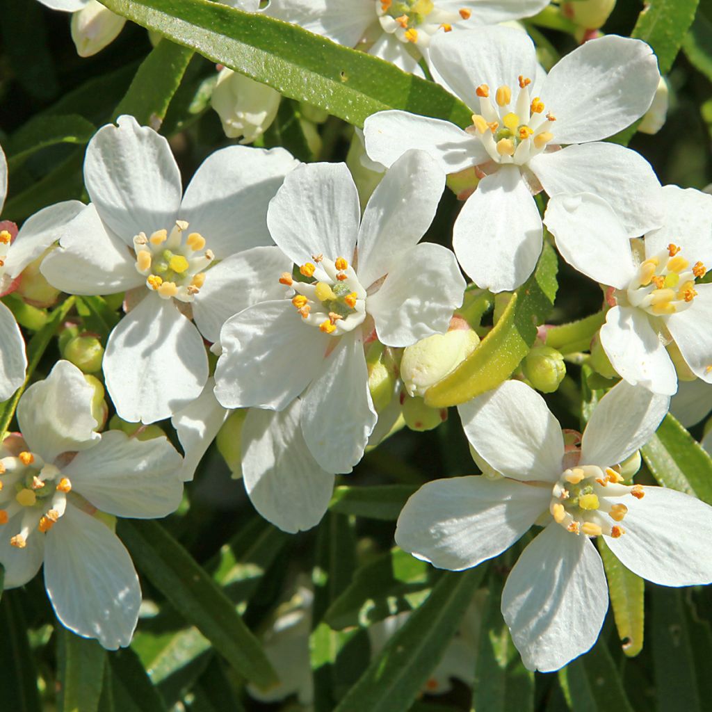 Koisi Londaz' (White Dazzler)