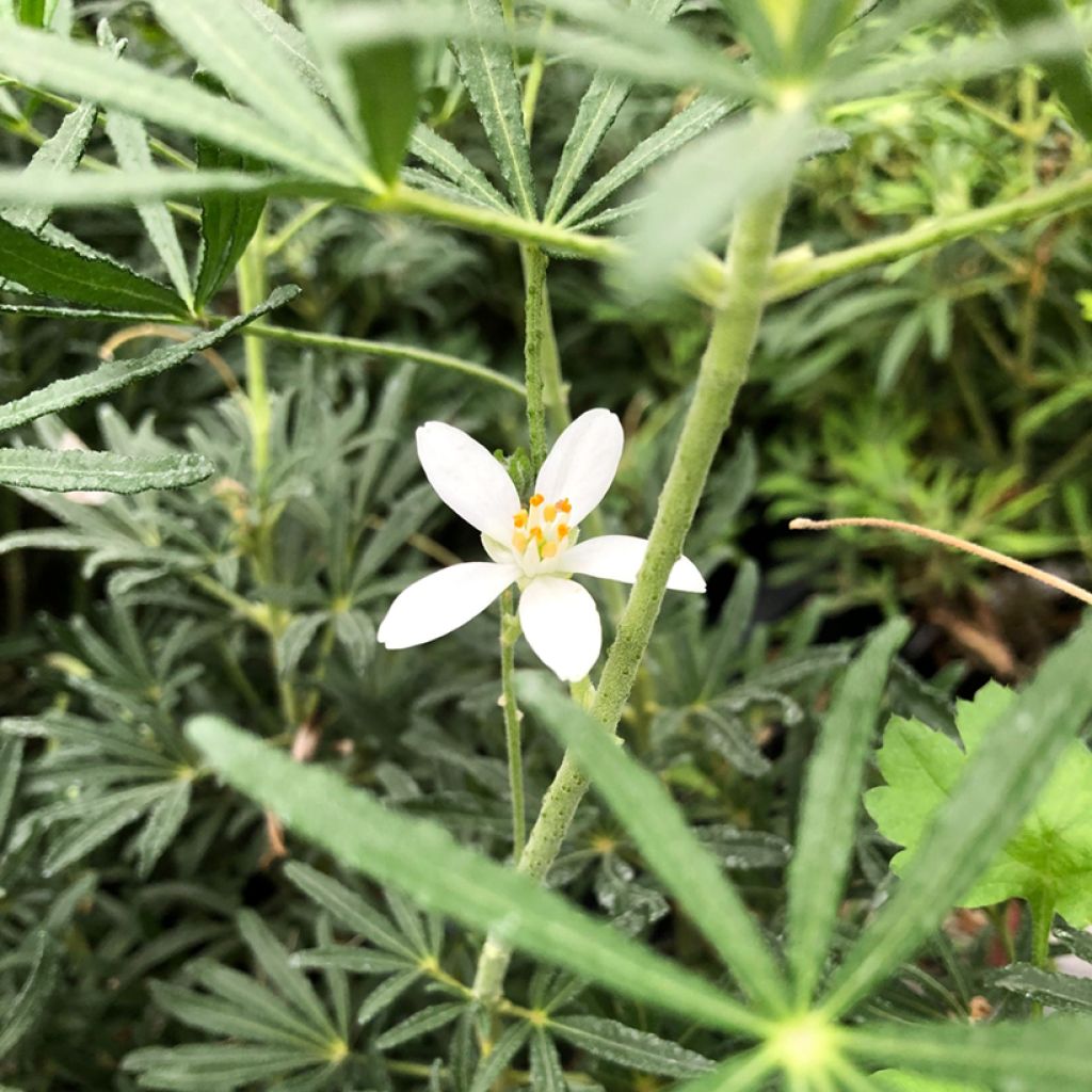 Koisi Londaz' (White Dazzler)