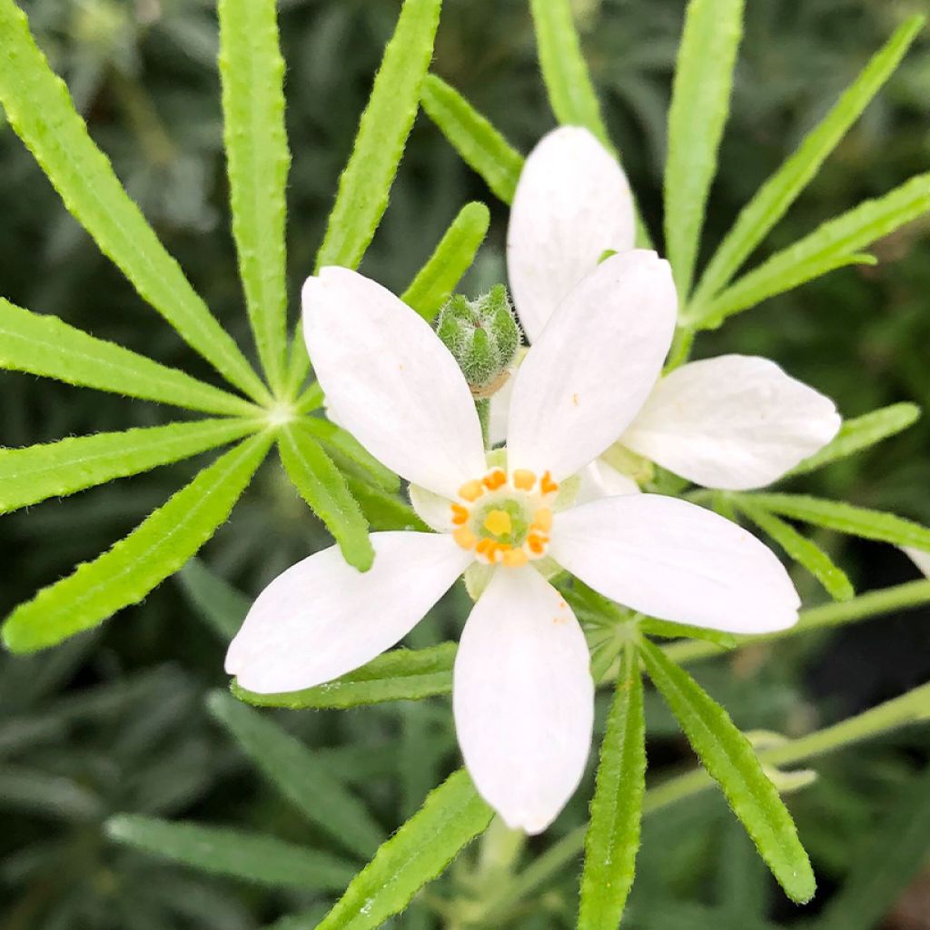 Koisi Londaz' (White Dazzler)