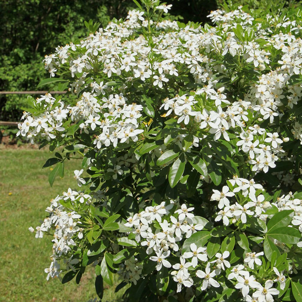 Koisi - Choisya ternata