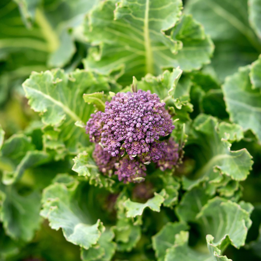 Parsakaali Early Purple Sprouting luomu