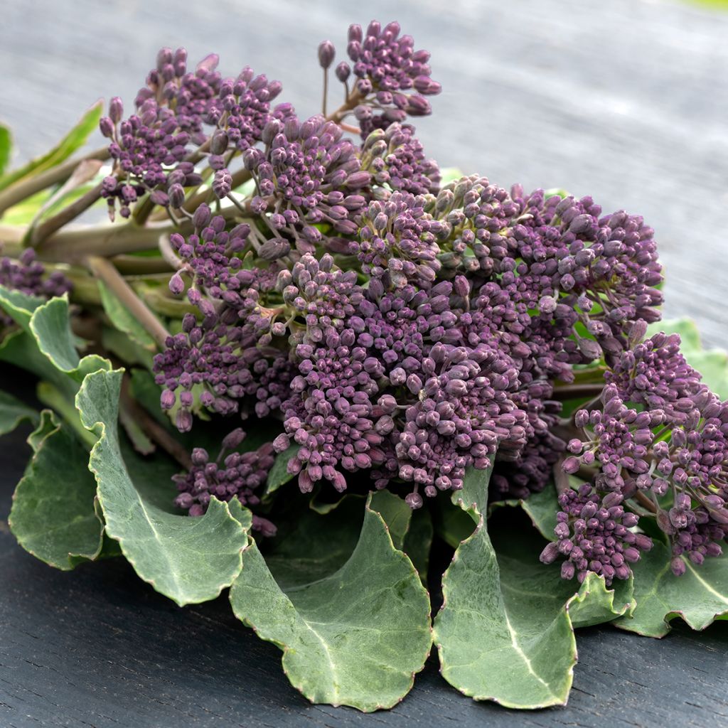 Parsakaali Early Purple Sprouting luomu