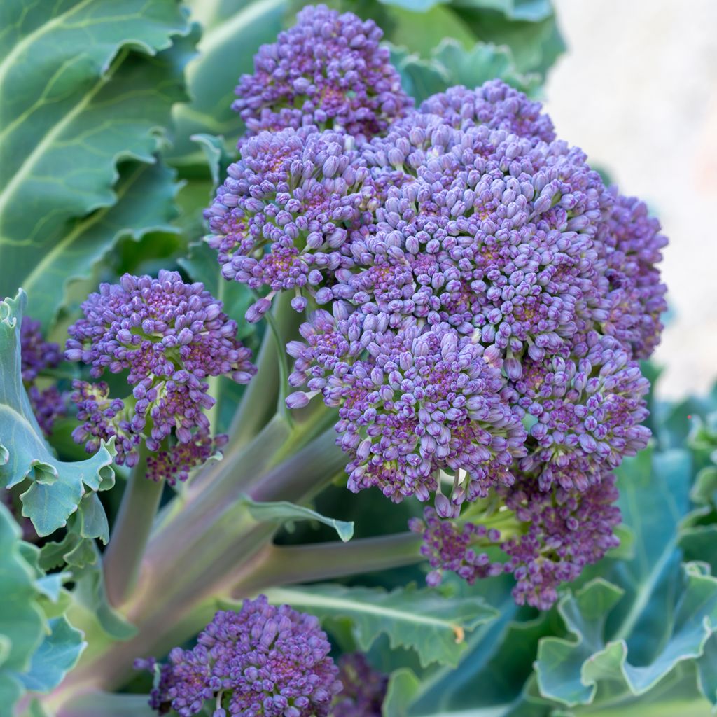 Parsakaali Early Purple Sprouting