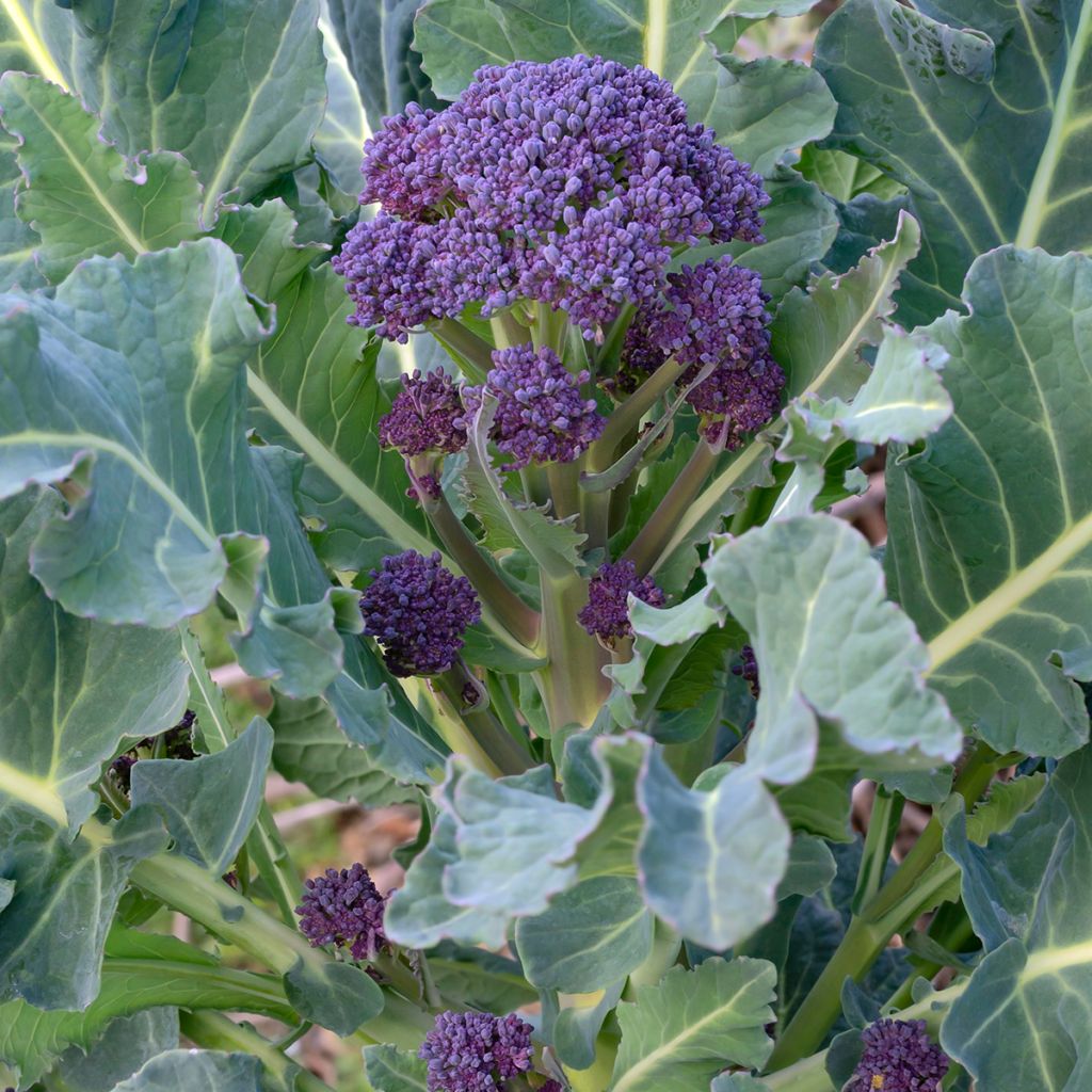 Parsakaali Early Purple Sprouting