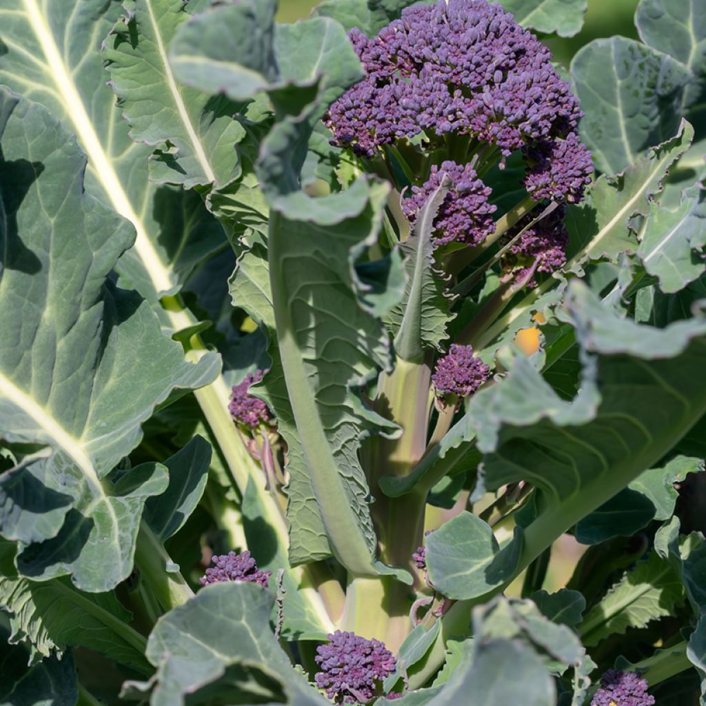 Parsakaali Early Purple Sprouting