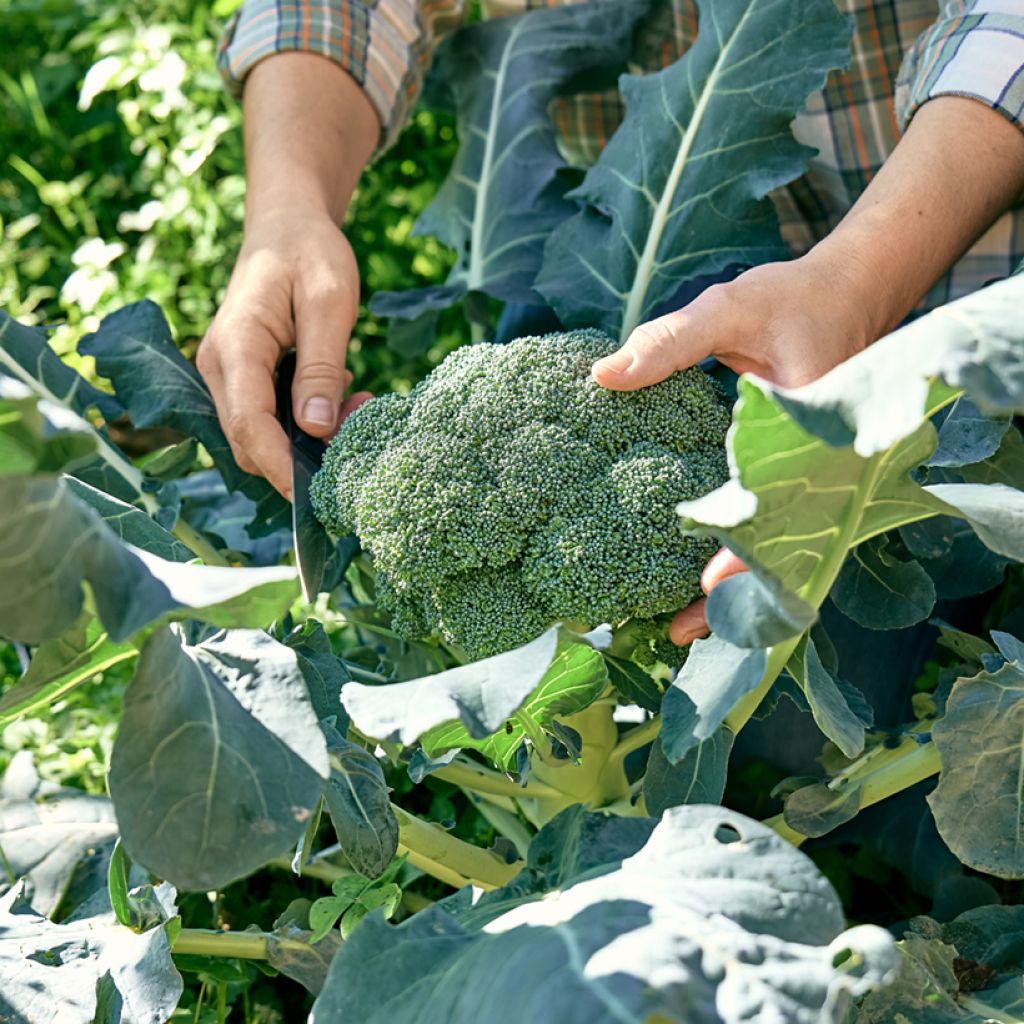 Parsakaali Premium Crop F1