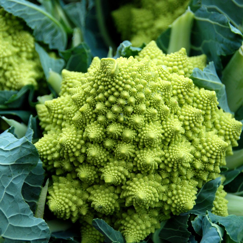 Kukkakaali Romanesco luomu - Ferme de Sainte Marthe