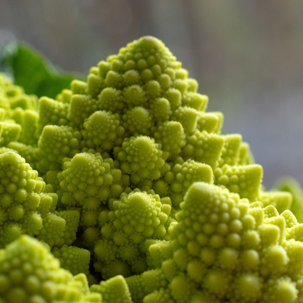 Kukkakaali Romanesco luomu - Ferme de Sainte Marthe