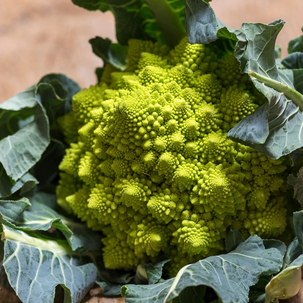 Kukkakaali Romanesco luomu - Ferme de Sainte Marthe