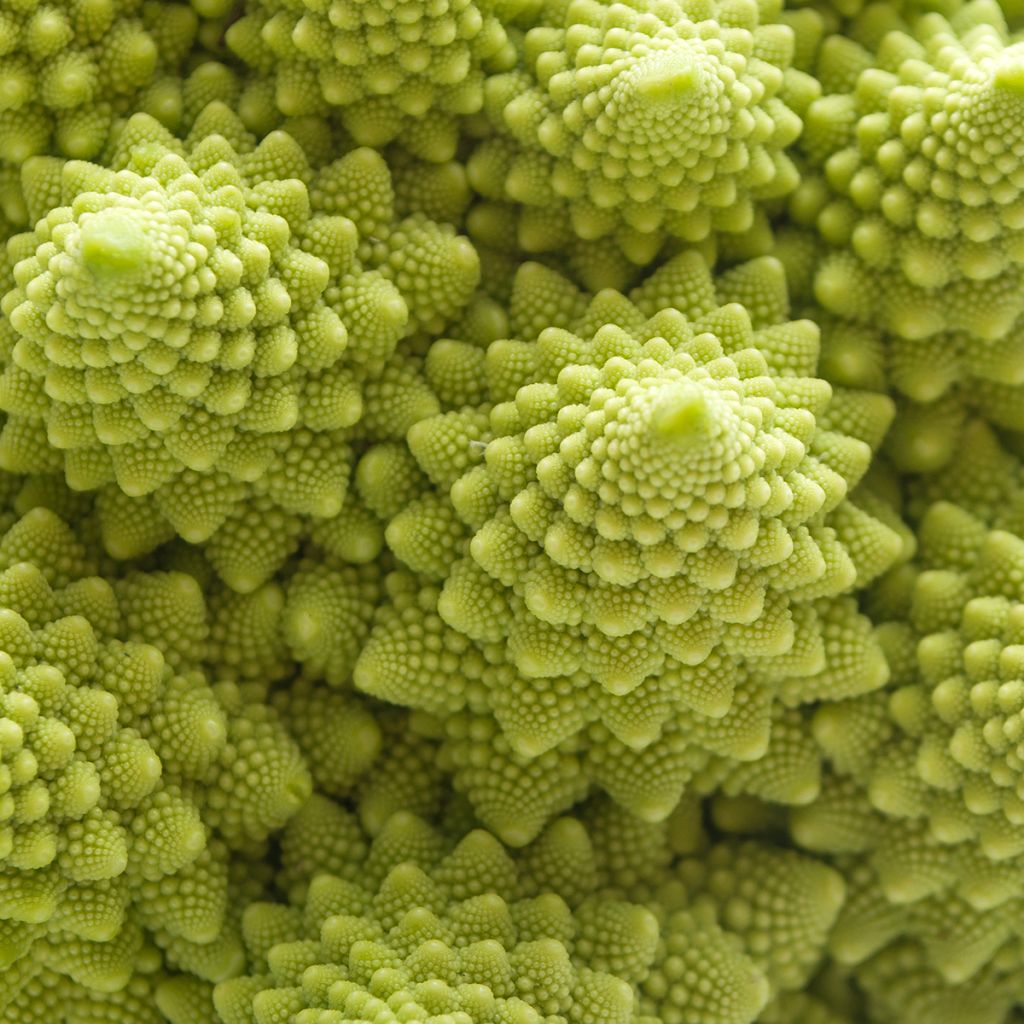 Kukkakaali Romanesco luomu - Ferme de Sainte Marthe
