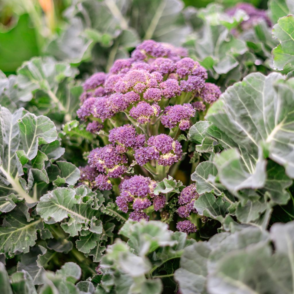 Parsakaali Summer Purple