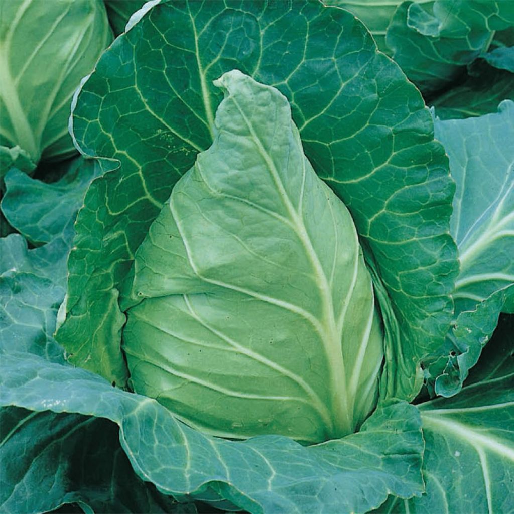 Keräkaali Cœur de Bœuf keskikokoinen de la Halle
