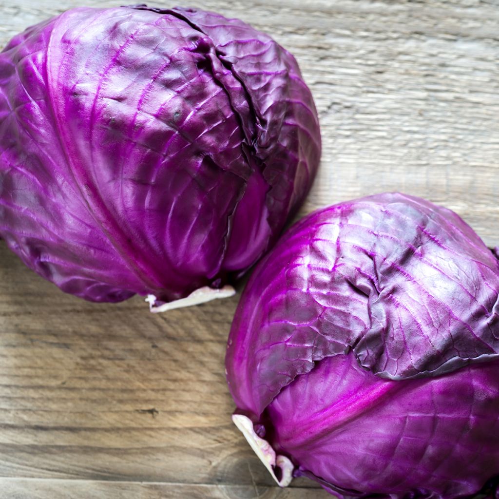Punakaali Langedijker Bewaar 2