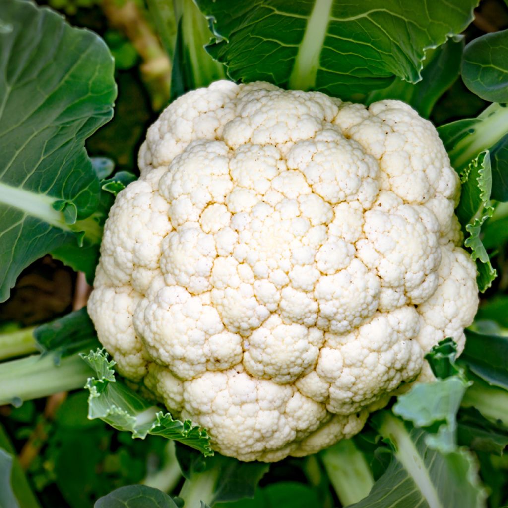 Kukkakaali Early Snowball - Ferme de Sainte Marthe