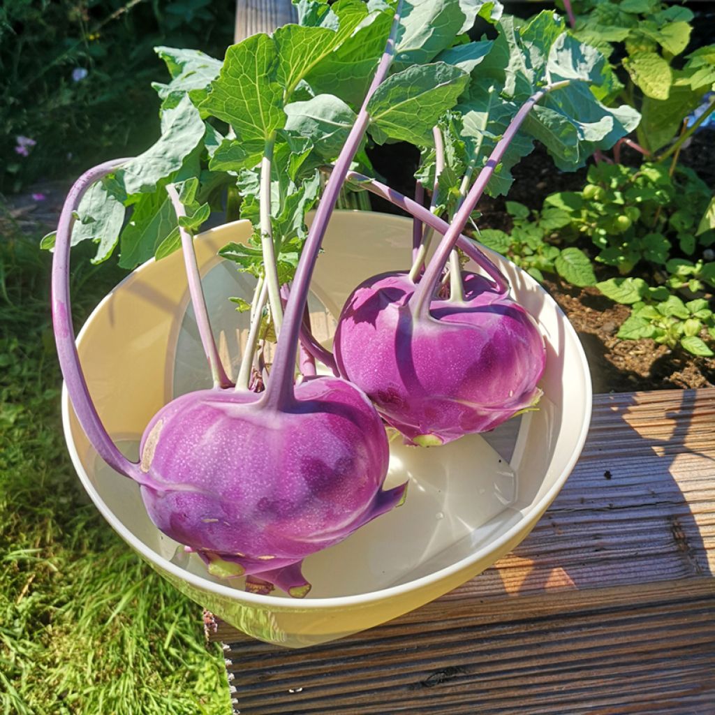 Kyssäkaali Wener Blauwe