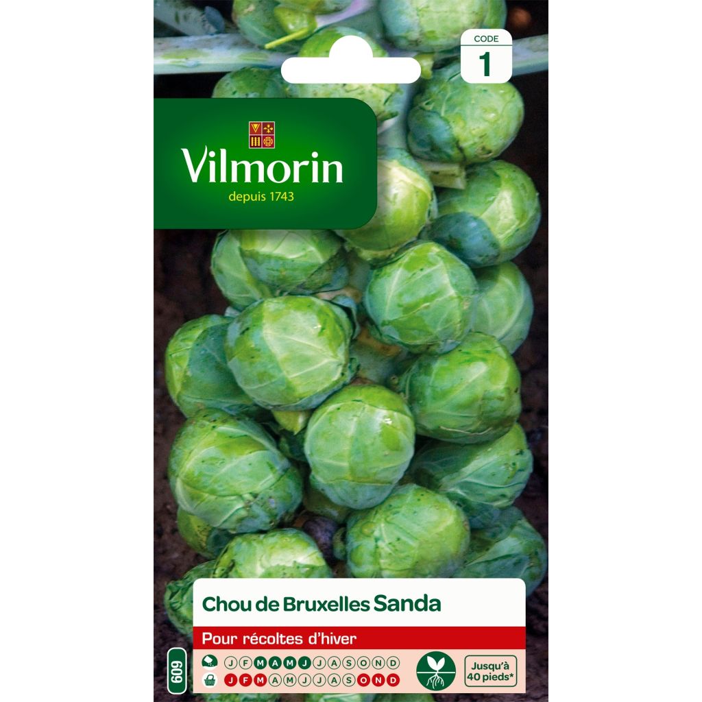 Chou de Bruxelles Sanda - Vilmorin
