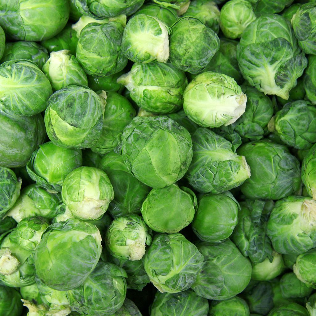 Ruusukaali de Rosny