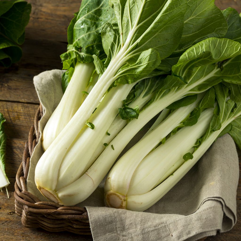 Pinaattikiinankaali "Pak Choi" Taisai