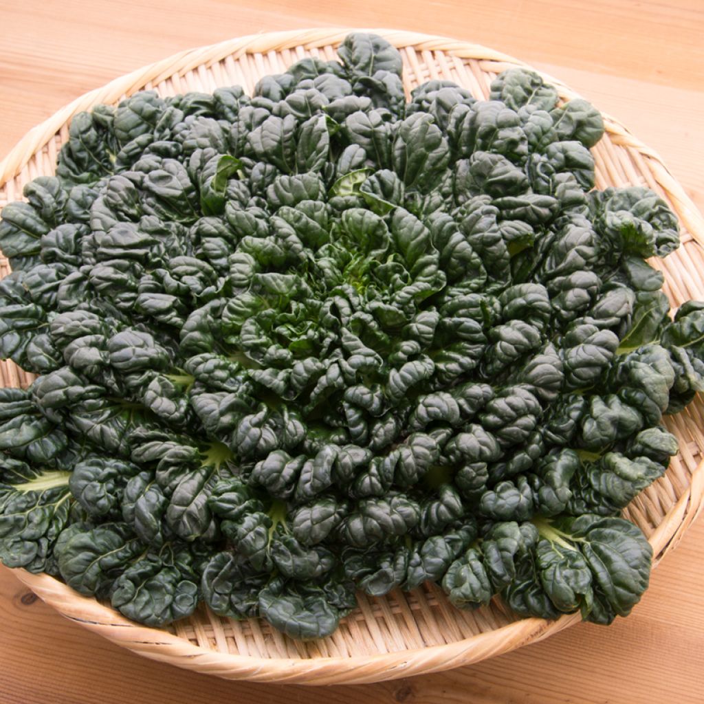 Japaninkaali rosularis