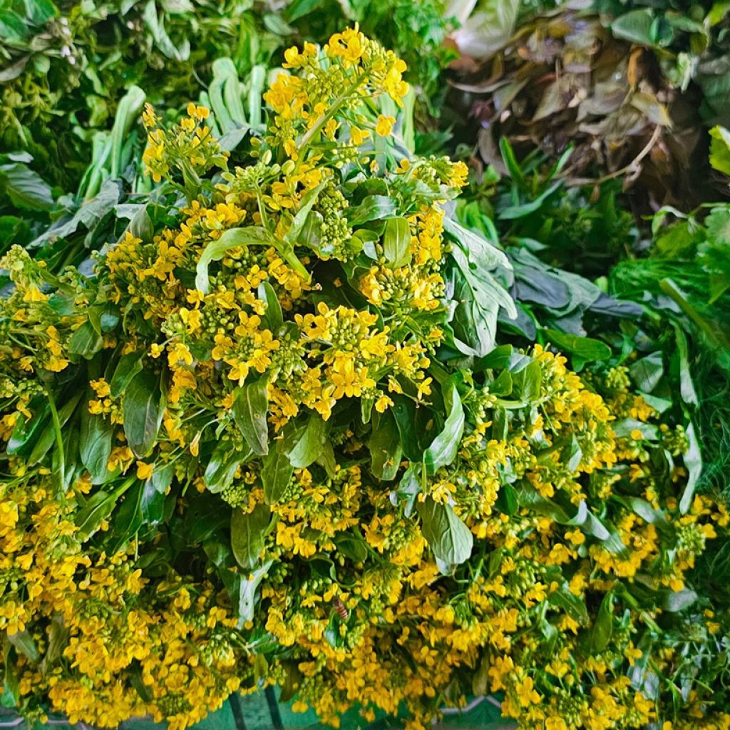 Kukkakaali parachinensis