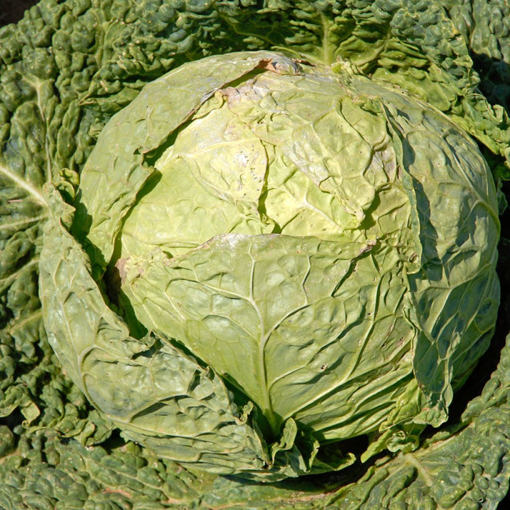Savoijinkaali Clarissa F1