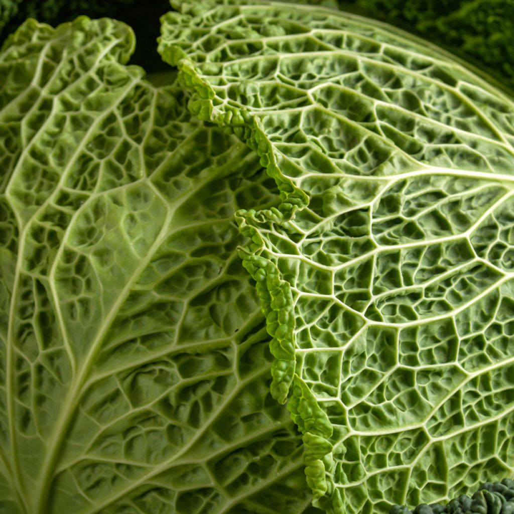 Savoijinkaali Savoy King F1