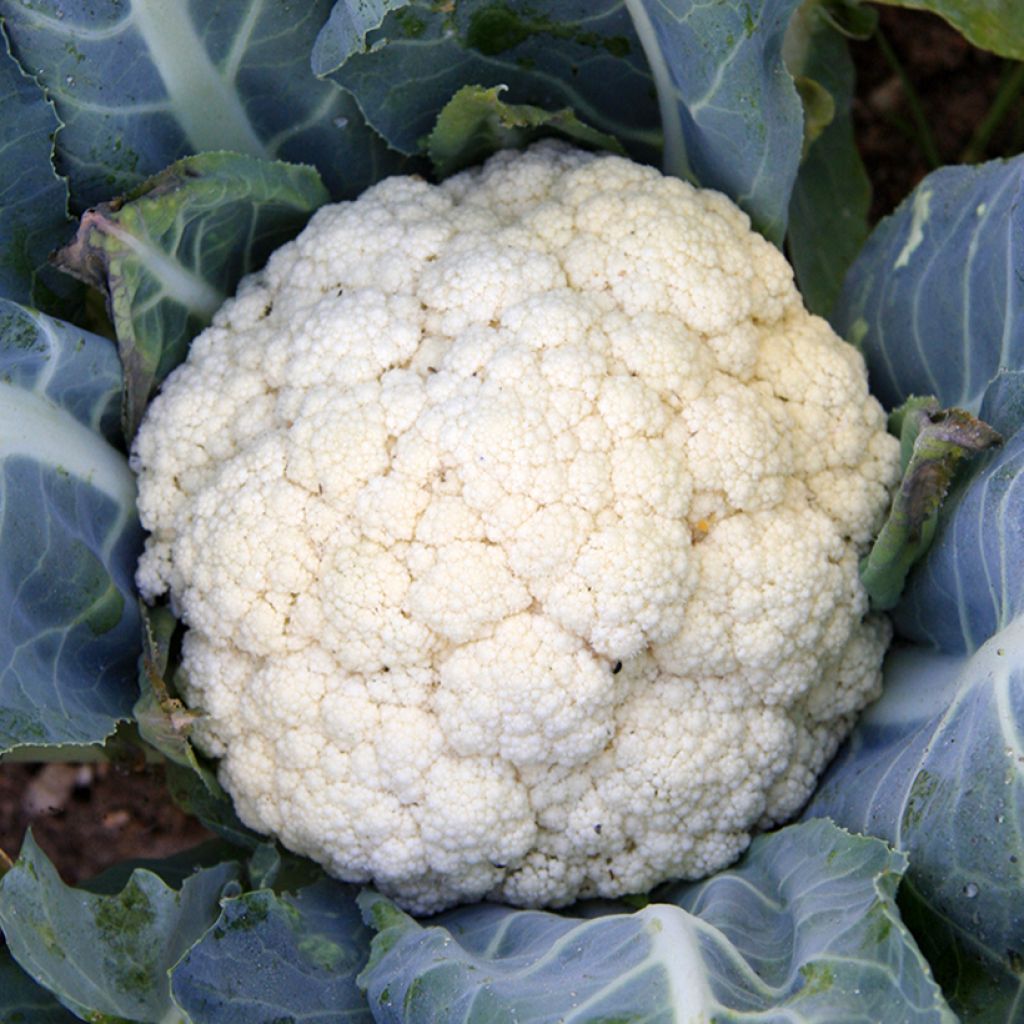 Kukkakaali Flora Blanca luomu