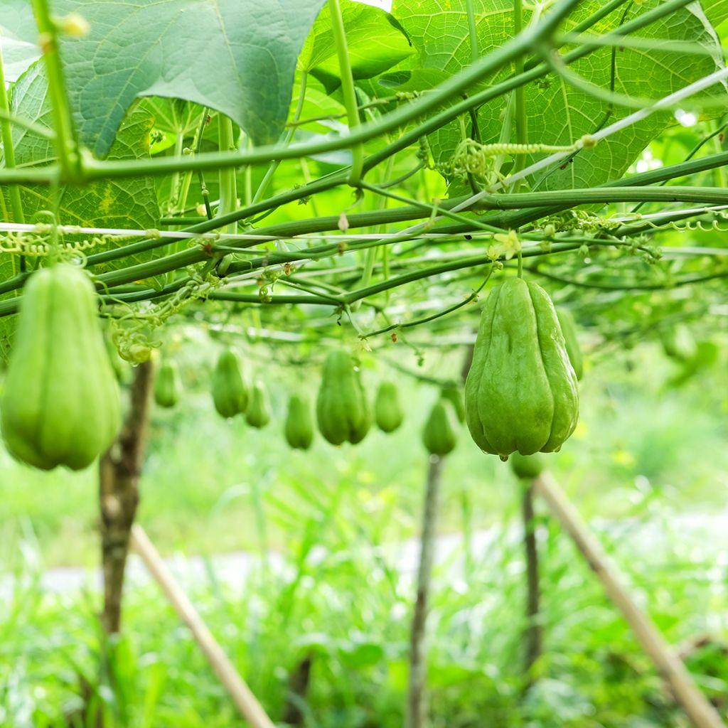Kajottikurpitsa - Sechium edule